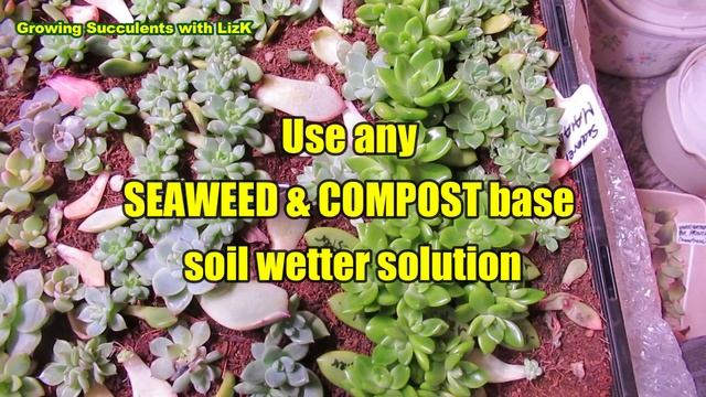 SUCCULENT PROPAGATION SOIL MIX | Growing Succulents with LizK смотреть онлайн