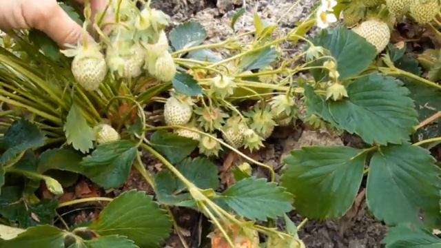 Початок сезону 2021 Ольвія. смотреть онлайн