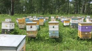 Развитие семей в Сибири. Пчёлы набирают силу.