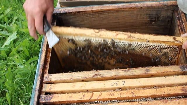 Рой в Ловушке 2016 год