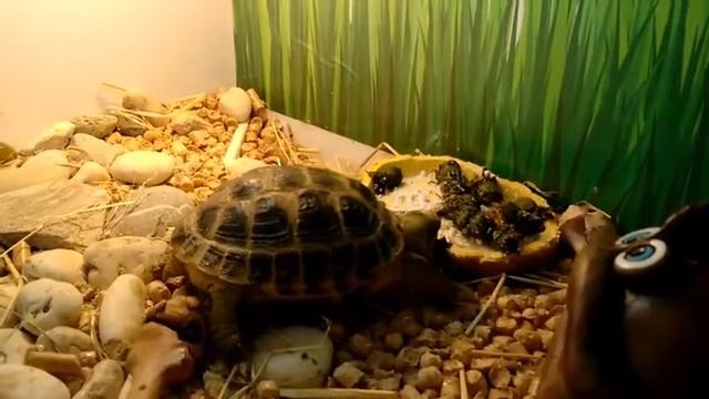 Экономим на террариуме для черепахи без вреда для питомца смотреть онлайн