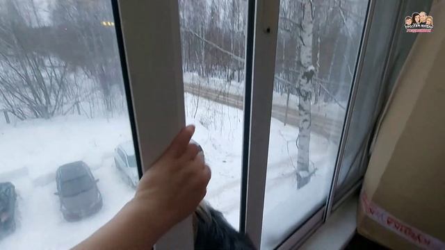 Вот это ФОРТАНУЛО?/Купили целую кучу луковиц ТЮЛЬПАНОВ за бесценок/Будем выращивать Тюльпаны на дач