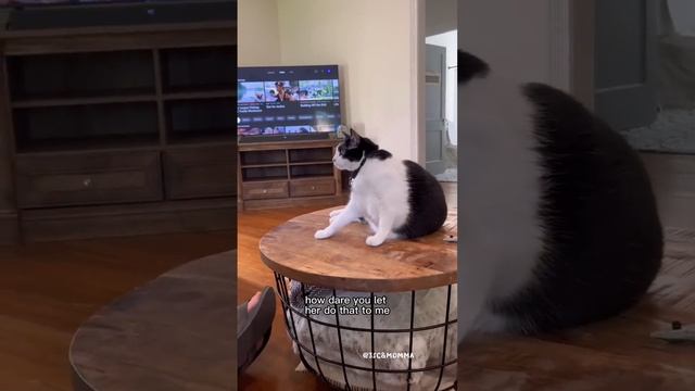 Kitty Soap Opera: Chapter 65... The Sass Mouth, Alcoholic, Catnip Dealer, and Pentecostal Kitties. смотреть онлайн