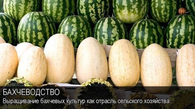 Бахчеводство. Толковый Видеословарь русского языка смотреть онлайн