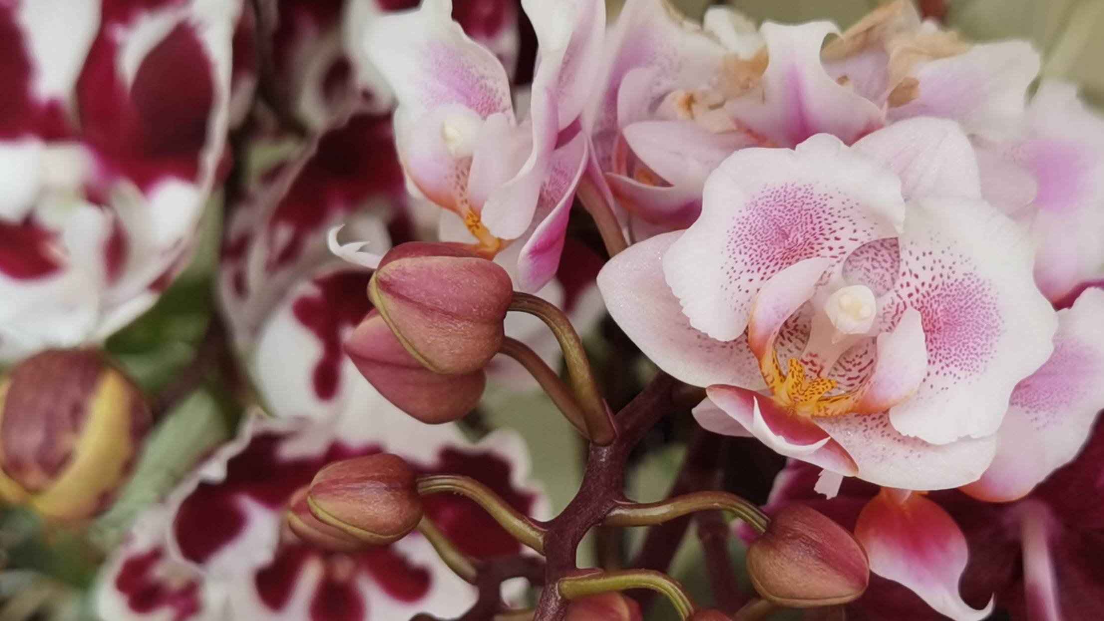 СУГРОБЫ цветов. Слайд шоу орхидей. смотреть онлайн