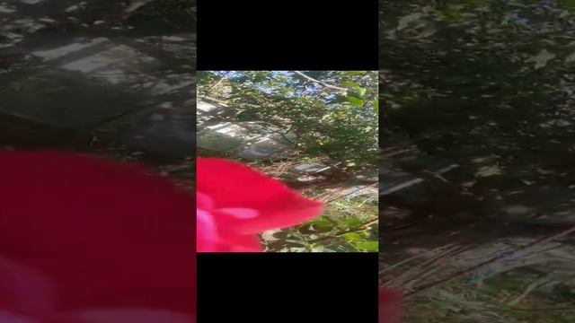 РОЗА 15 ОКТЯБРЯ 2022 КРЫМ смотреть онлайн