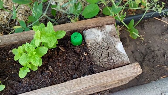 14 (+2) СОРТОВ МЯТЫ. Обновленная мятная коллекция. смотреть онлайн