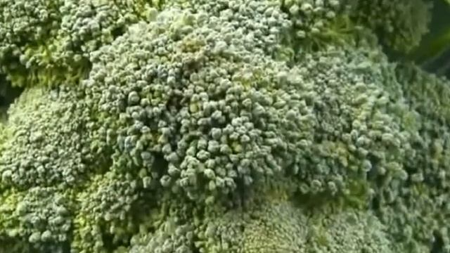 Сюжет программы Дачные сезоны Повышаем урожаи о Азотовите и Фосфатовите смотреть онлайн