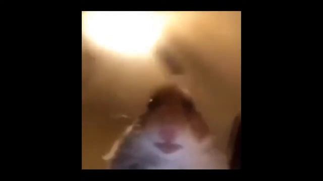 Хомяк смотрит на камеру мем