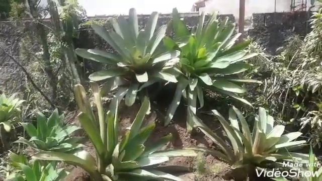 BROMELIA IMPERIAL (Alcantarea imperialis) смотреть онлайн