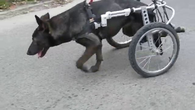 Багира на инвалидной коляске для собак Фракиштак #2 смотреть онлайн