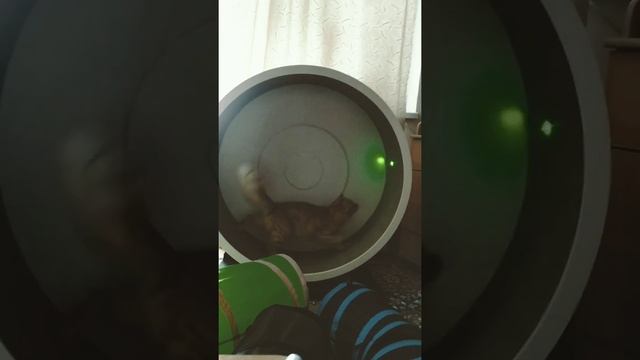 Беговое колесо, для кошек в действии смотреть онлайн