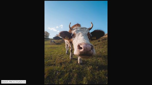 IPhone 13 Pro, ¿mejor Para Foto Y Vídeo Que Una Cámara? Nuestra Experiencia