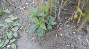 ЭТО НЕОБХОДИМО СДЕЛАТЬ С ОТЦВЕТШИМИ ФЛОКСАМИ.