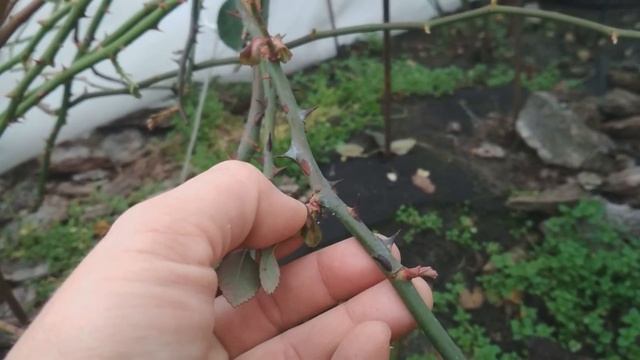 У роз проснулись почки перед зимой. Удалять или нет? смотреть онлайн