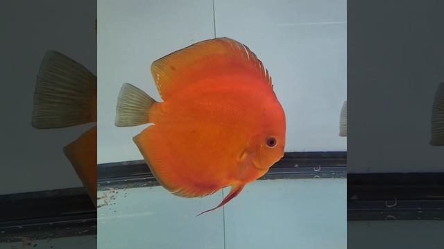 Aquatopia.ca full red смотреть онлайн