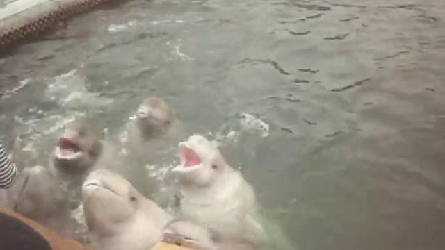 Кормление дельфинов смотреть онлайн