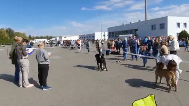 Выставка Кане Корсо щенок смотреть онлайн