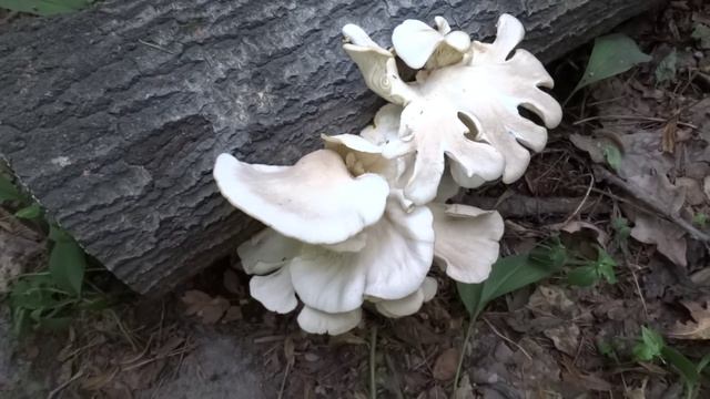Вёшенка обыкновенная (Pleurotus ostreatus) смотреть онлайн