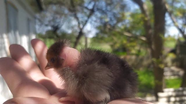 Птенец который порадовал своей причёской. Птенец какой породы курей у меня в руке. смотреть онлайн