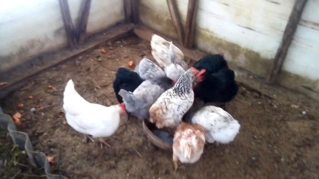 Почему куры выдергивают перо и съедают , и как с этим бороться. смотреть онлайн