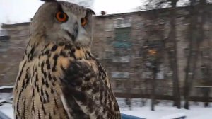 Не гладь сову! Это плохо! Совы не любят, когда их трогают.