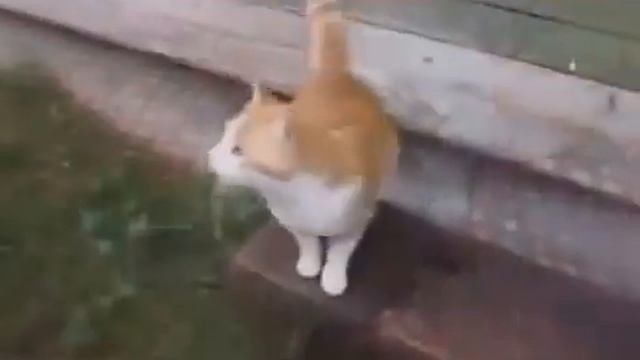 Смешные сюжеты с животными и людьми смотреть онлайн