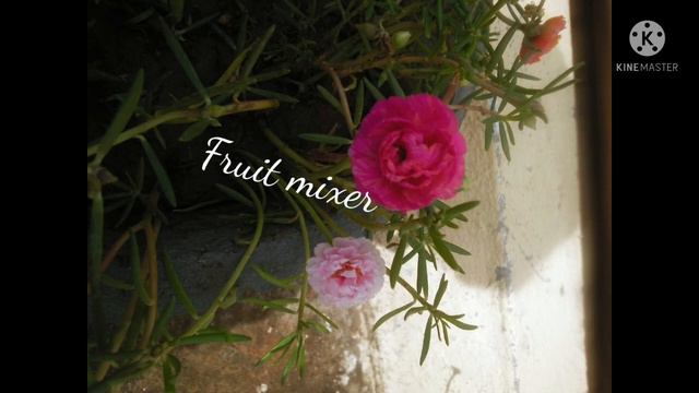 Table roses, Ground covering plant, Portulaca plants смотреть онлайн