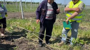 ? Первый год посадки черешневого сада: удивительные результаты системы UFO, KGB и стройного веретен