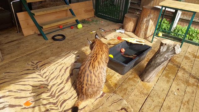 Бассейн Для Рыси/Саша в гостях у Рыси смотреть онлайн