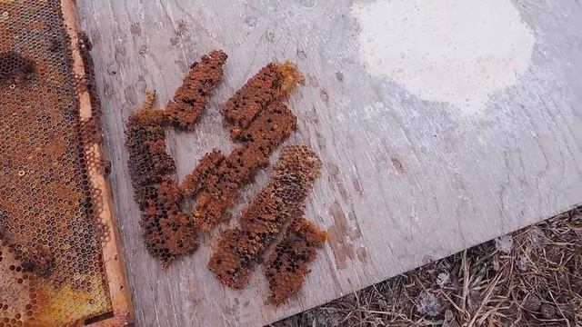 нужна ли перга пчёлам весной смотреть онлайн