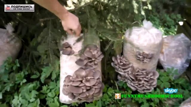 вешенка, ГРИБЫ МУТАНТЫ и штамм Р77 смотреть онлайн