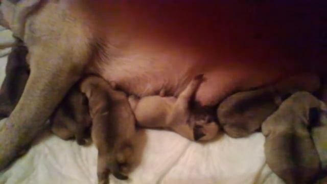 Новорожденные мопсики смотреть онлайн