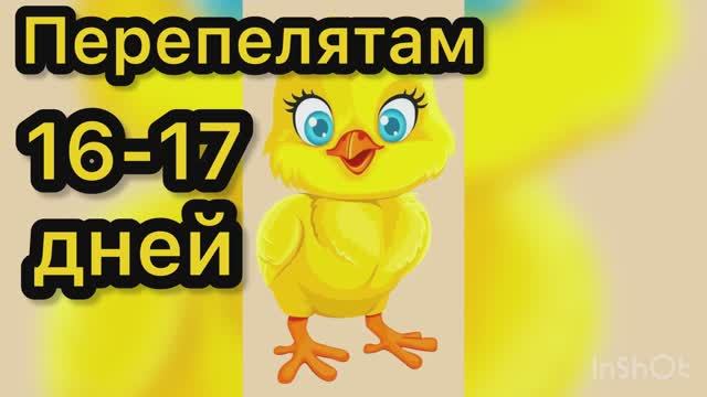 Перепелятам 16-17 дней смотреть онлайн