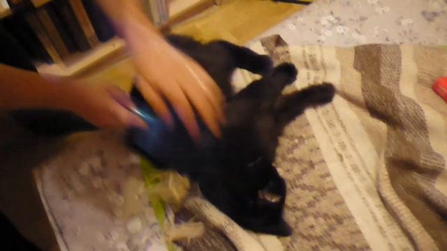 Как правильно гладить котиков смотреть онлайн