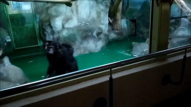 Шимпанзе Филя и Люся испугались Деда Мороза 30.12.2020 смотреть онлайн