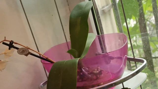 Разные сорта орхидей и способы выращивания орхидей с гнилыми корнями смотреть онлайн