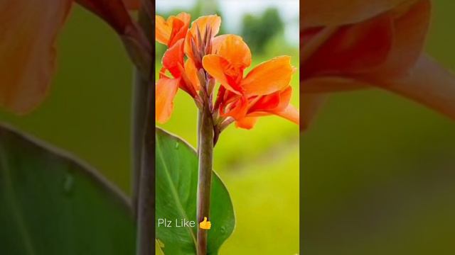 #flowers#nature#photography#short#india#viralvideo#trendingsong#youtube смотреть онлайн