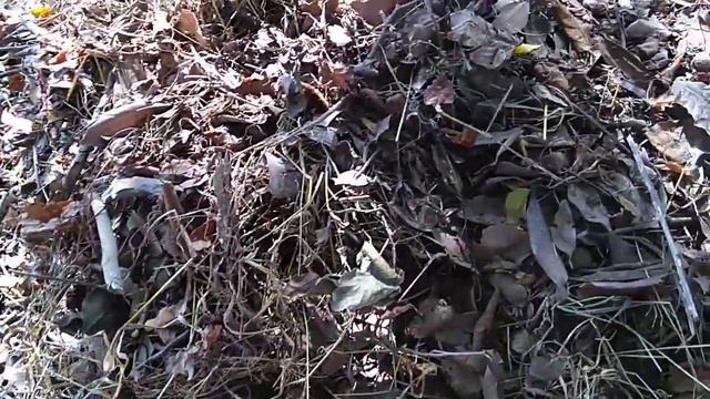 Agave gigante смотреть онлайн
