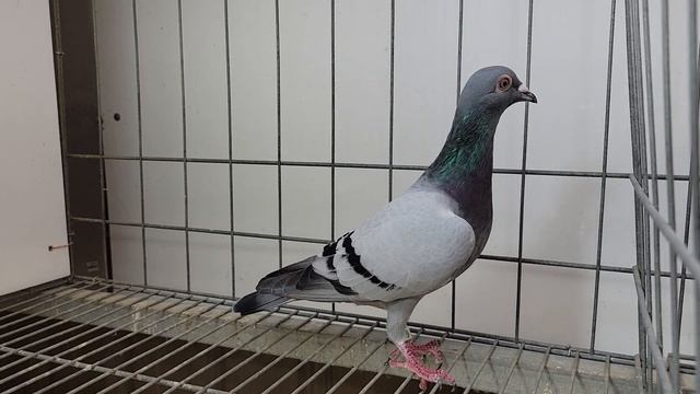 安順鴿園-訂價鴿NO.26 23-777709灰♀