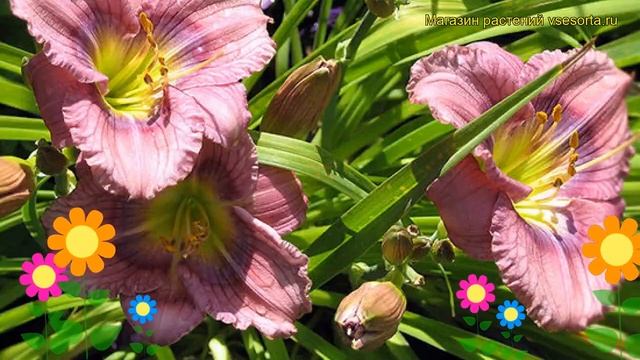 Лилейник гибридный Сайлом Нью Той. Краткий обзор, описание hemerocallis hybrida Siloam New Toy смотреть онлайн