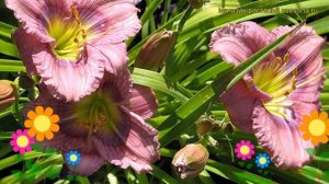 Лилейник гибридный Сайлом Нью Той. Краткий обзор, описание hemerocallis hybrida Siloam New Toy