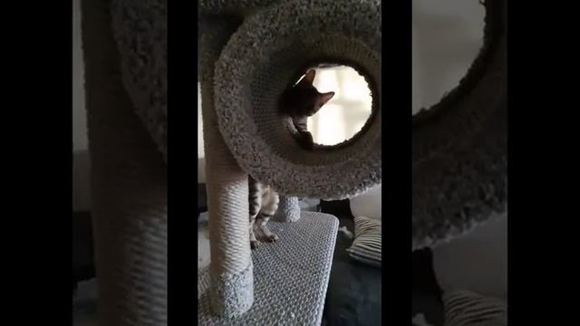 Домик для кошки когтеточка C-12 от Кисмит смотреть онлайн