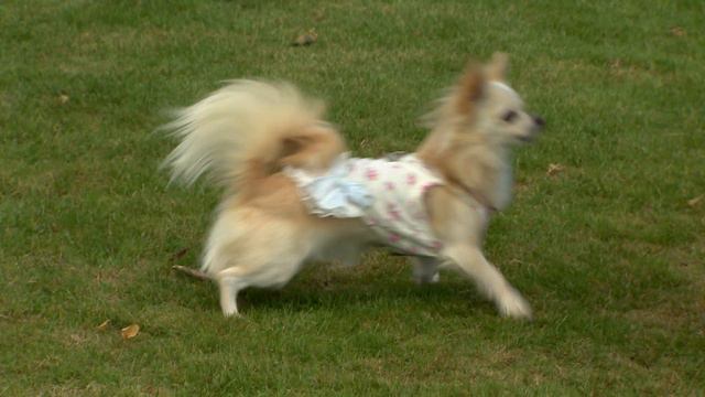Chiswick House Dog Show 2016 - Celebrity Highlights смотреть онлайн