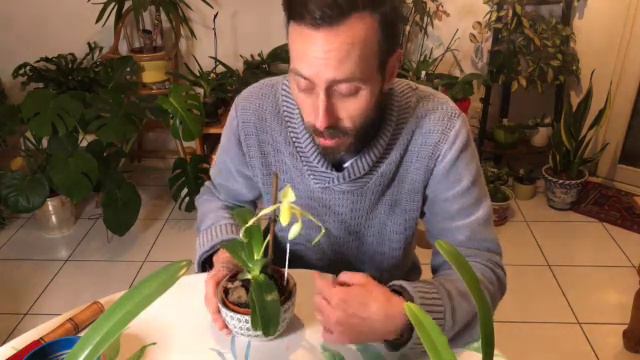 Paphiopedilum philippinense alba смотреть онлайн