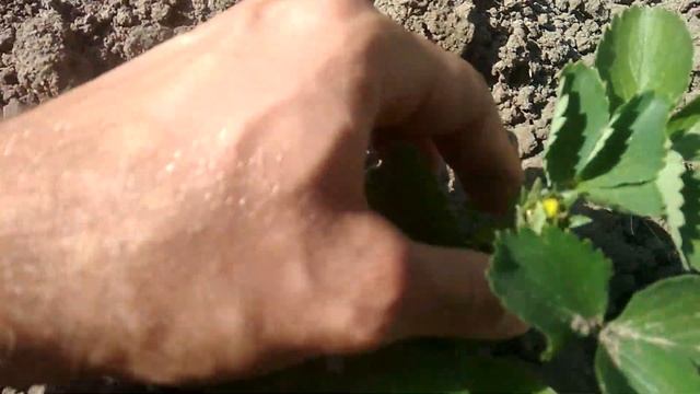 КЛУБНИКА СИРИЯ РАДУЕТ/МАГНУС СОХНЕТ смотреть онлайн