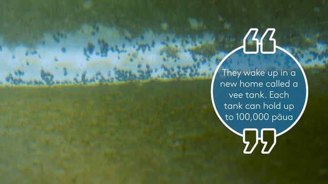 Full growth cycle: How we grow our blue pāua (abalone) смотреть онлайн