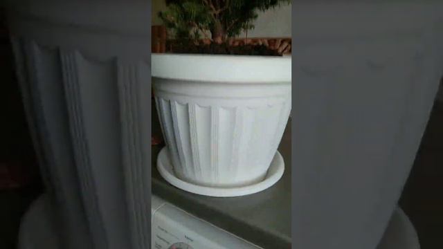 Наша живая ёлочка Коника #дети #елка #феодосия смотреть онлайн