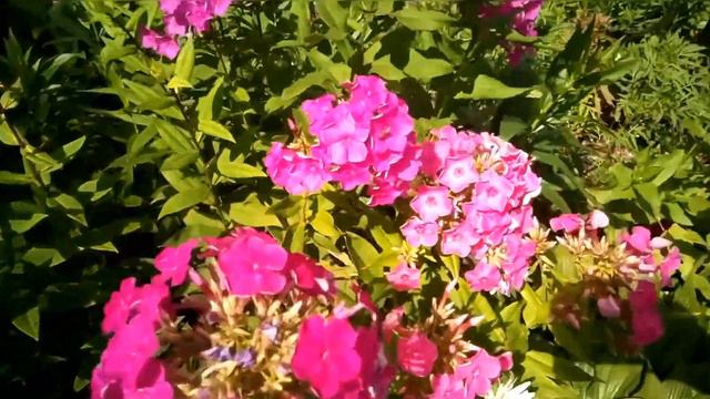 Яркие краски лета 4! / Яскраві фарби літа 4! / Bright colors of summer 4! смотреть онлайн