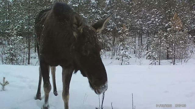 Mind Paljastati: Põder Sai Aru, Et Teda Jälitatakse! Меня раскрыли: лось догадался, что его снимают